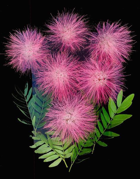 Looney, Hollice 아티스트의 USA-Florida-Celebration-A bouquet of pink powderpuff flowers작품입니다.